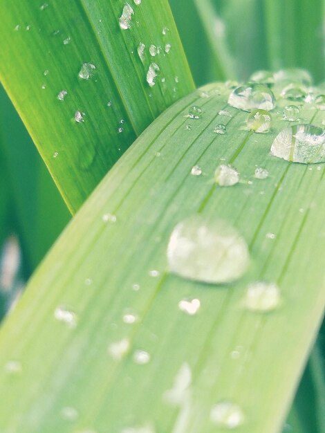 Close-up of raindrops on leaf