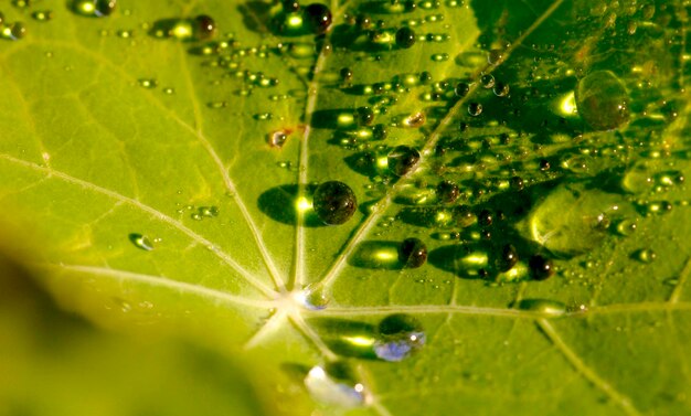 Close-up of raindrops on leaf