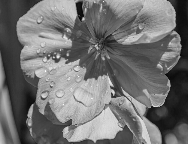 Close-up of raindrops on leaf