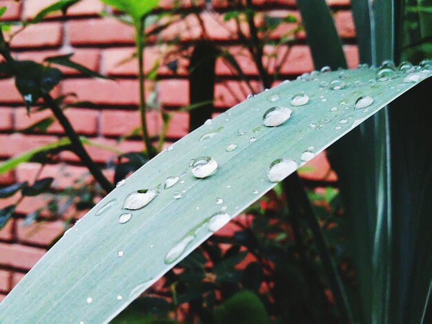 Close-up of raindrops on leaf