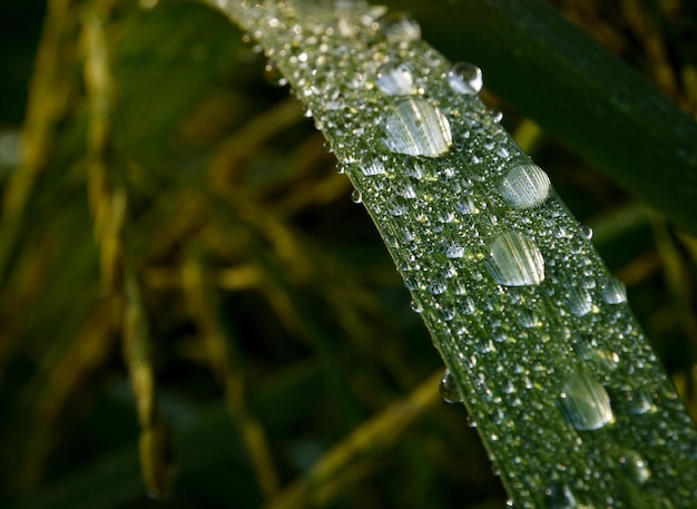 Photo close-up of raindrops on leaf