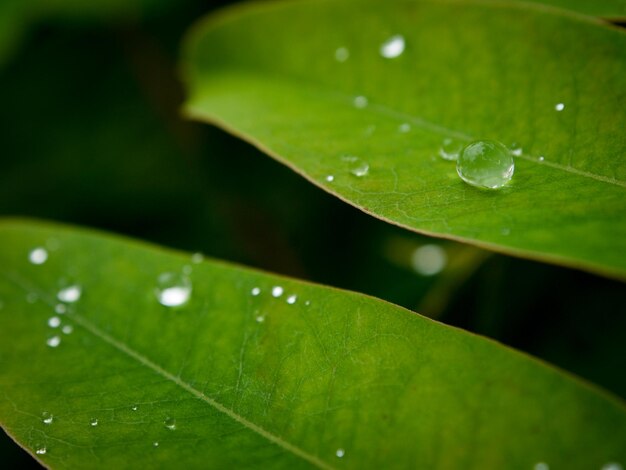 Close-up of raindrops on leaf