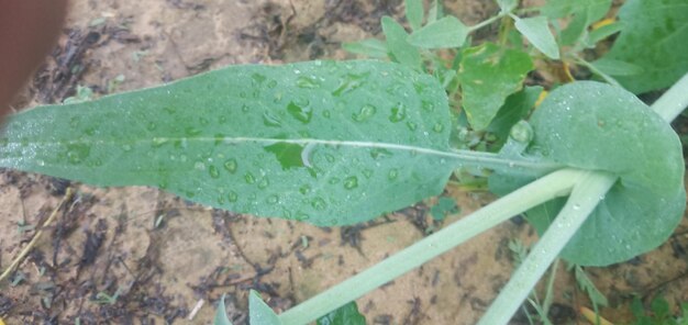 Close-up of raindrops on leaf