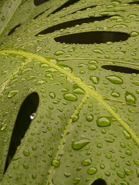 Close-up of raindrops on leaf