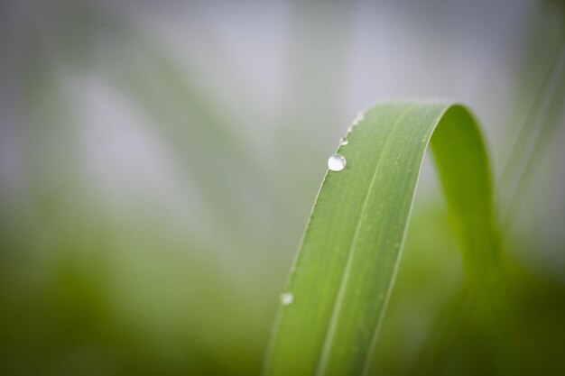 Close-up of raindrops on leaf