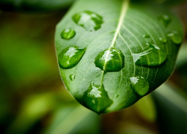 葉の上の雨滴のクローズアップ