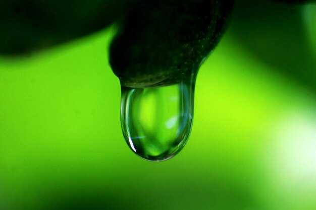 Close-up of raindrops on leaf