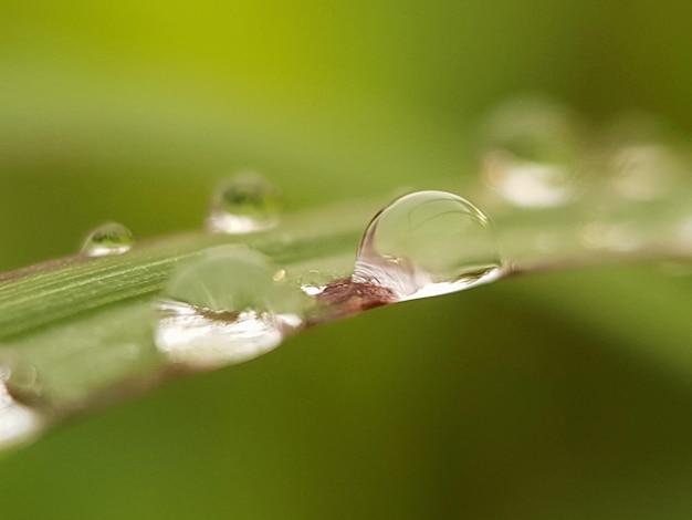 Close-up of raindrops on leaf