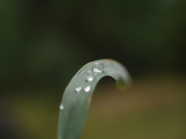 Close-up of raindrops on leaf