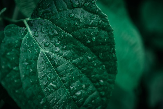 Photo close-up of raindrops on leaf