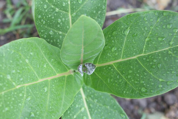 Close-up of raindrops on leaf