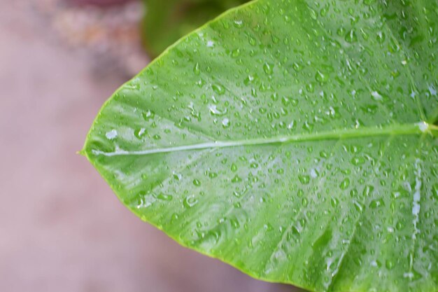 Foto prossimo piano delle gocce di pioggia sulla foglia