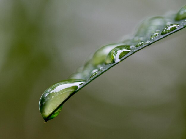 Photo close-up of raindrops on leaf