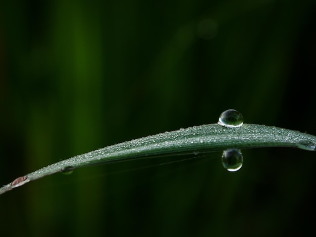 Close-up of raindrops on leaf