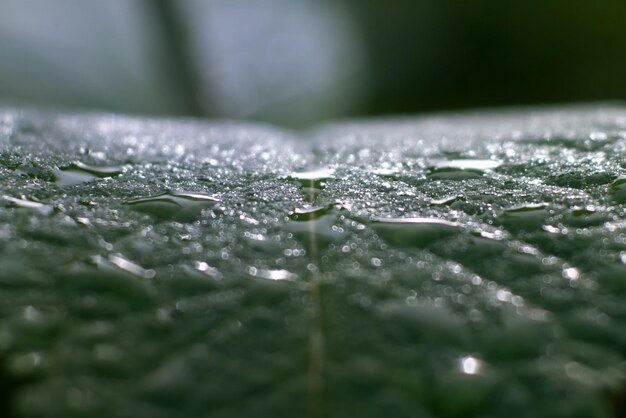 Photo close-up of raindrops on leaf