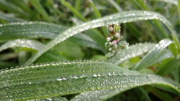 Close-up of raindrops on leaves during rainy season