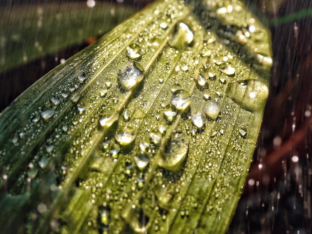 Photo close-up of raindrops on leaves during rainy season