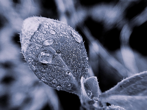 Close-up of raindrops on leaves during rainy season