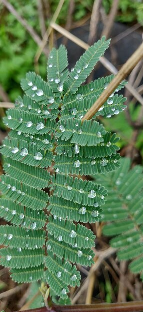 Photo close-up of raindrops on leaves