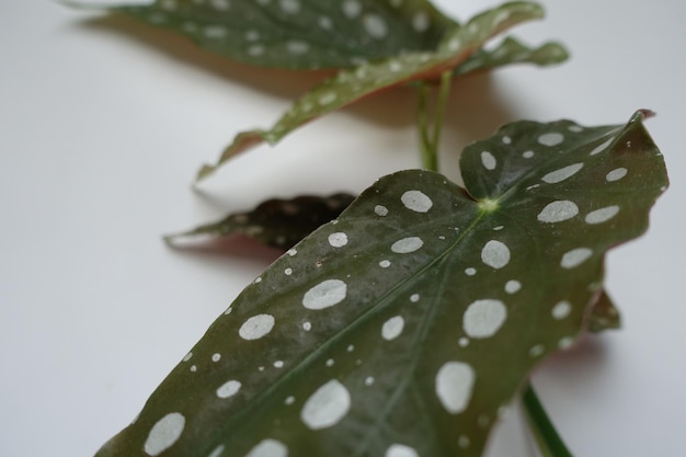 Foto prossimo piano delle gocce di pioggia sulle foglie