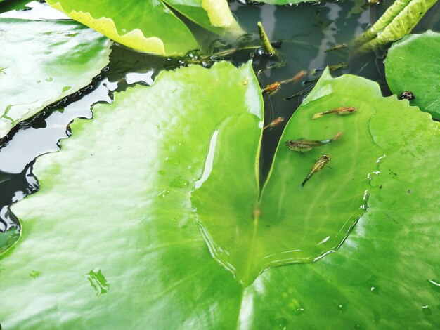 Close-up of raindrops on leaves