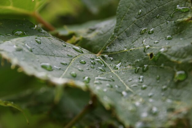 Close-up of raindrops on leaves