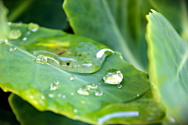 Close-up of raindrops on leaves