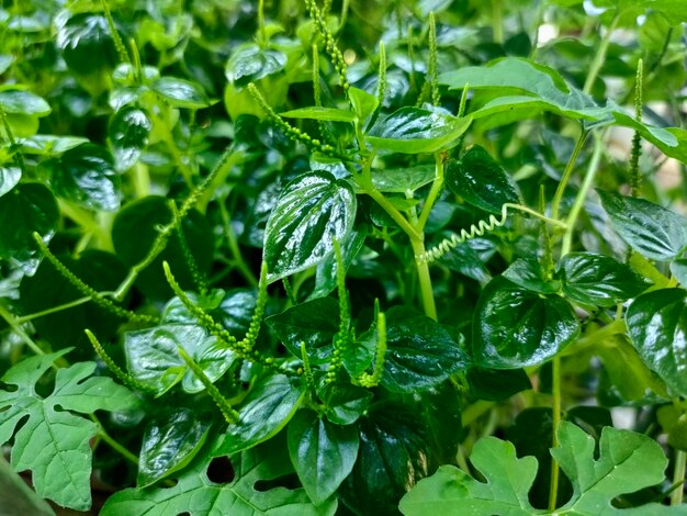 Close-up of raindrops on leaves