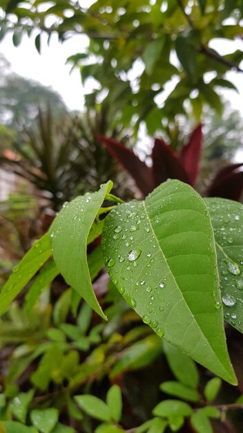 Close-up of raindrops on leaves