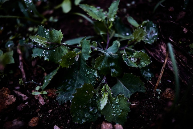 Photo close-up of raindrops on leaves