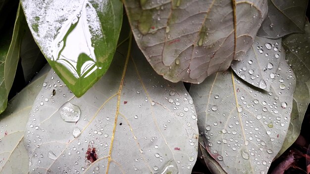 Foto prossimo piano delle gocce di pioggia sulle foglie