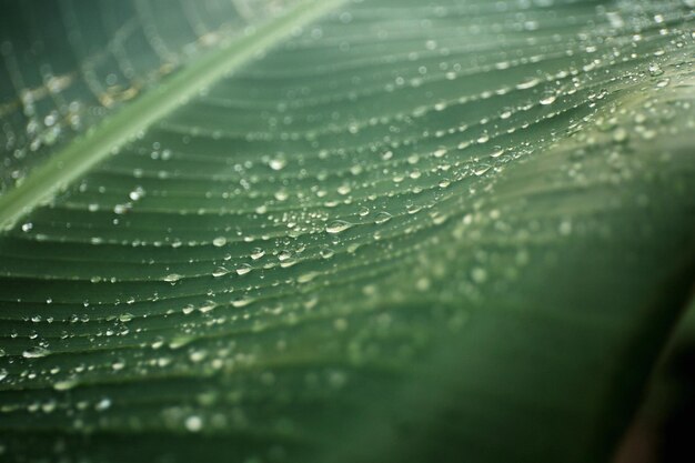 Close-up of raindrops on leaves