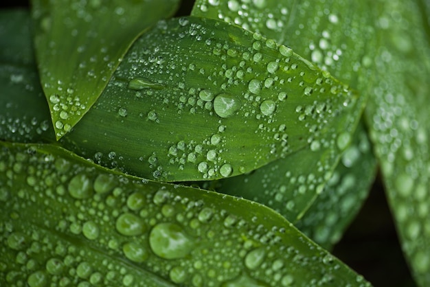 葉の上の雨滴のクローズアップ