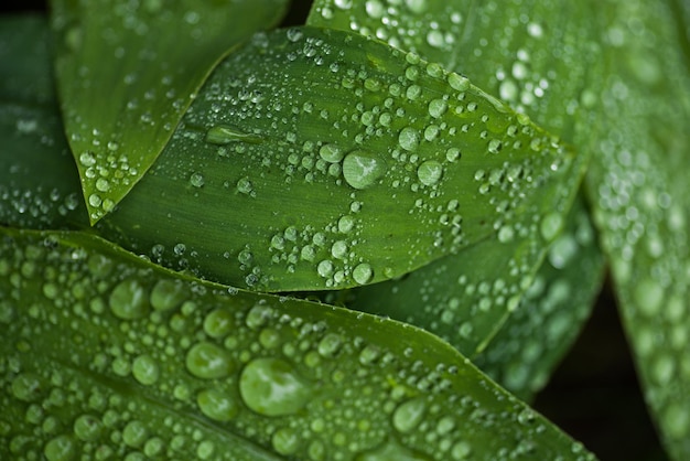 Photo close-up of raindrops on leaves