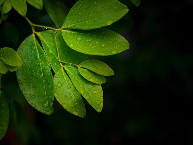 Close-up of raindrops on leaves