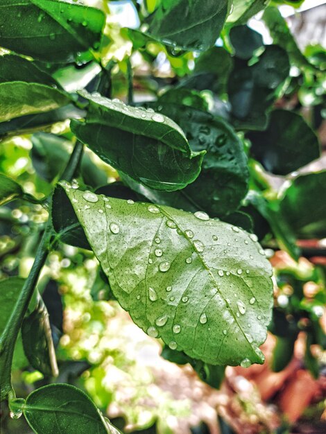 Close-up of raindrops on leaves