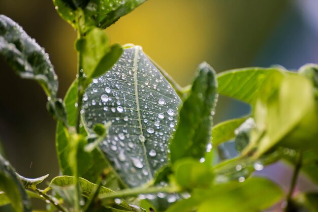 Photo close-up of raindrops on leaves