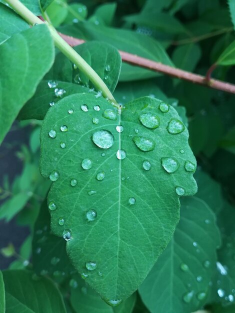 Photo close-up of raindrops on leaves