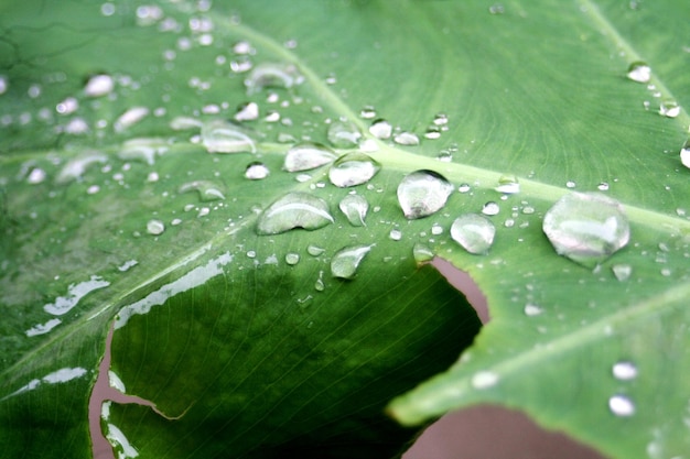 Close-up of raindrops on leaves