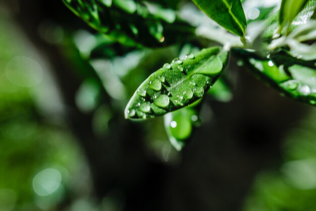 Close-up of raindrops on leaves