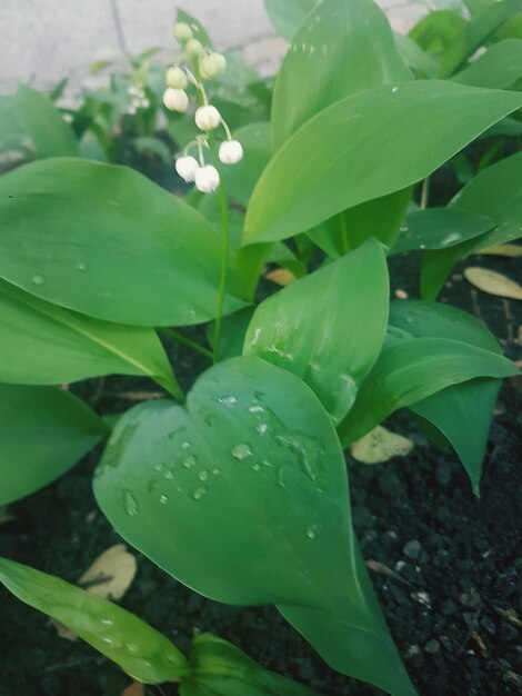 Close-up of raindrops on leaves