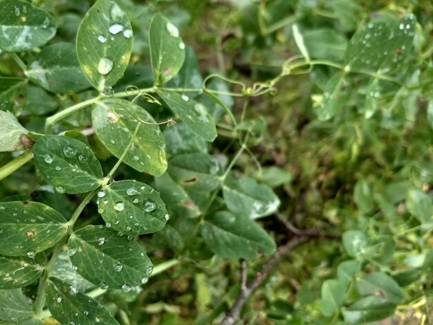 Close-up of raindrops on leaves