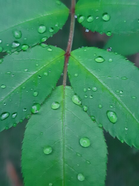 Close-up of raindrops on leaves