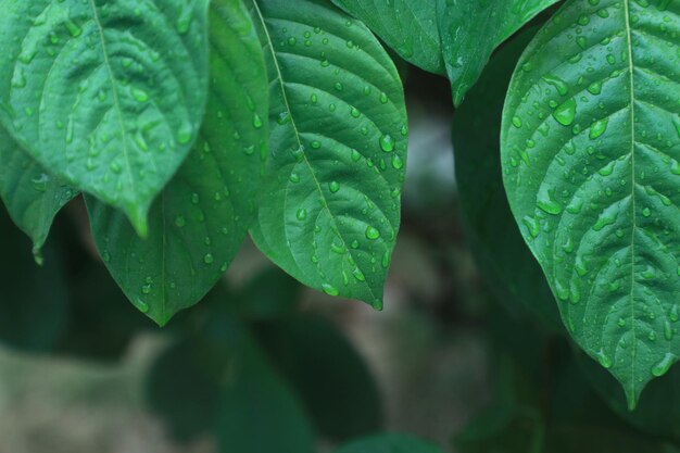 Close-up of raindrops on leaves