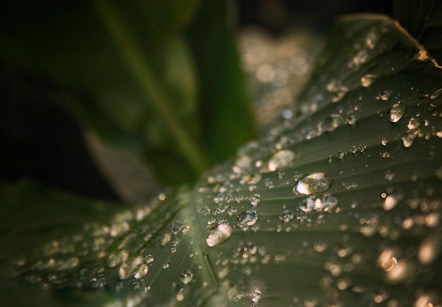 葉の上の雨滴のクローズアップ