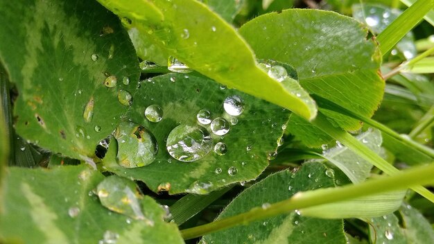 Close-up of raindrops on leaves