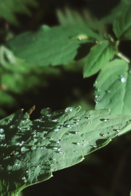 Close-up of raindrops on leaves