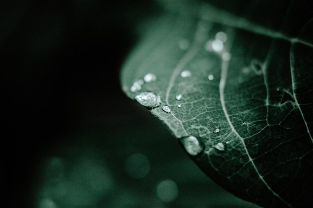 Photo close-up of raindrops on leaves