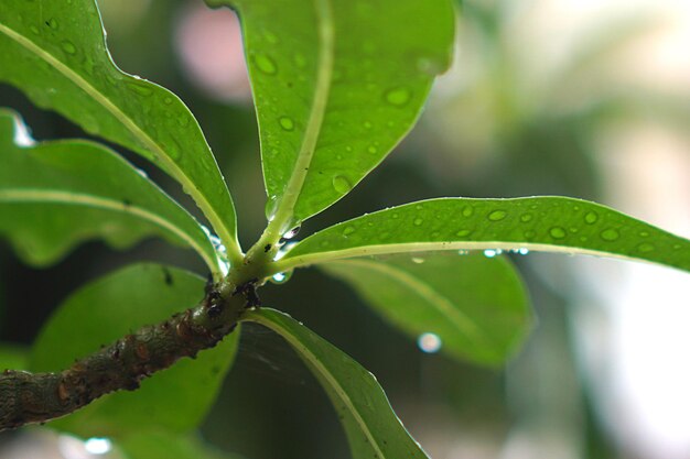 Close-up of raindrops on leaves