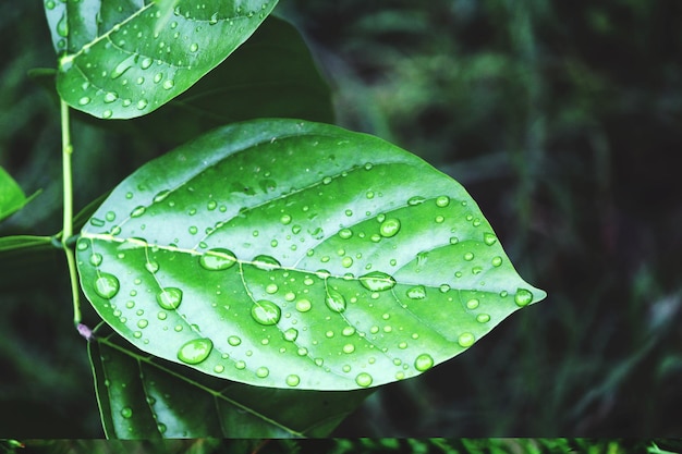 Photo close-up of raindrops on leaves